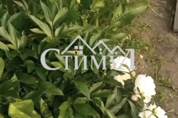Ведение садоводства, 4 сот.